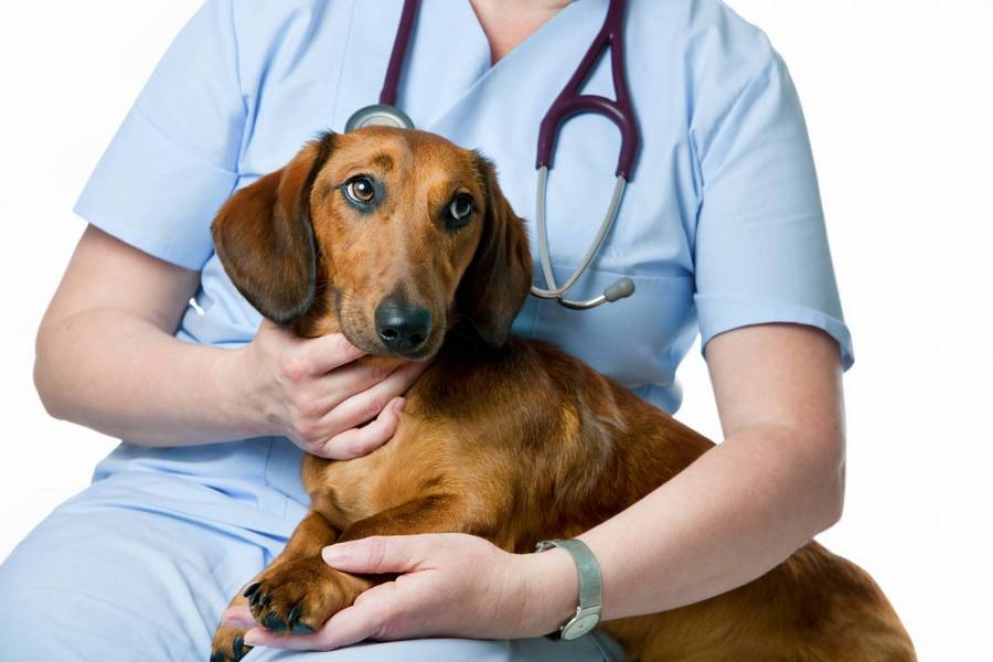 Common Pet Health Cancers and How Vets Can Help